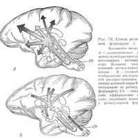 Caracteristici ale organizării structurale și funcționale